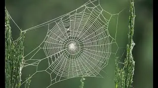 Какая нить самая прочная