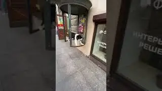 Собака стоит на таксофоне (Не такса)