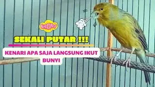 Suara Pancingan KENARI PaUd AGaR Cepat BeLajar BUNYI NgeriwiK || MASTERAN KENARI PAud Cuit Cuit #80