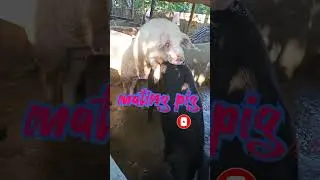mating pig#shorts#shortsvideos#ytshorts#pigfarminassam