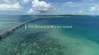 Helm Miyako - Review ESPAÑOL