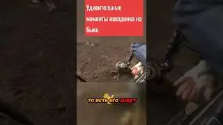 Невероятные наездники быков: сила и мастерство