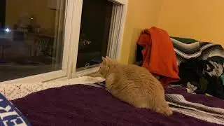 Cat Watches Fireworks