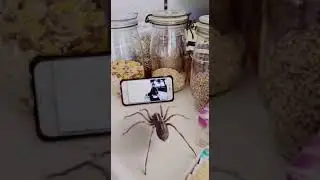 Паук танцует с котом под Финскую польку.
