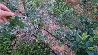 КАК ПОЛУЧИТЬ ОГРОМНЫЙ УРОЖАЙ НА ГОЛУБИКЕ / НАЛИВ ЯГОДЫ ГОЛУБИКИ