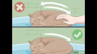 I see cat, I pet cat