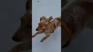 СТРАННАЯ ВЕСНА 🐕