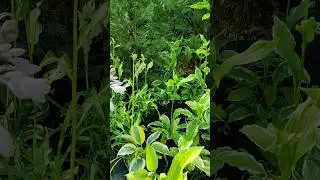 хосты цветут:)