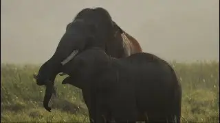 Ref's Best Animals Clips in 2023