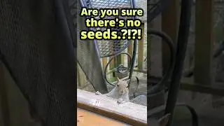 🥜Mr Squirrel tries peanuts  for the 1st time 🥜