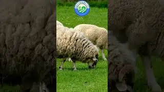Farming facts about sheep and their other benefits #farming #shorts #sheep