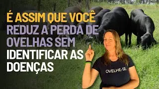É assim que você reduz a perda de ovelhas sem identificar as doenças | CARLA D'ANCORA DIAS