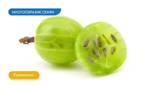 Многообразие семян