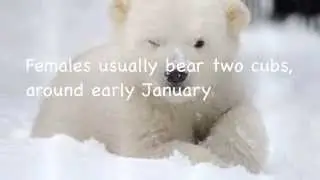 Polar Bear Mating