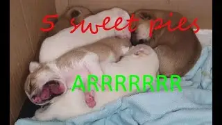 ASMR Sleeping Sweet Chihuahua Puppies (RELAX)