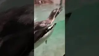 Новосибирский зоопарк