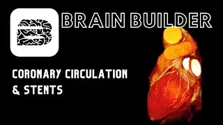 Coronary Circulation and Stents | Real Anatomy