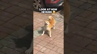 Wish I had a cute puppy like this #cutedog #puppy #dog