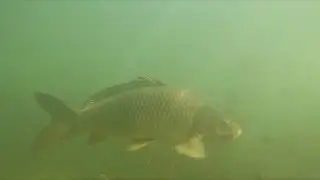 Карп мой друг! Дикий Карп подружился со мной (Сазан)