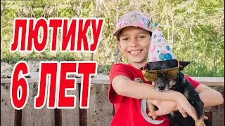 День Рождения Собаки! СОБАКА ПРАЗДНУЕТДЕНЬ РОЖДЕНИЯ / ЛЮТИКУ 6 ЛЕТ / КАК ОТМЕТИТЬ 6 лет