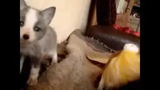 Енот и лисята в одном доме