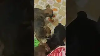 #французскийбульдог