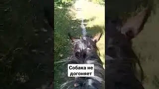 собака не догоняет