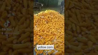 corn for poultry feed