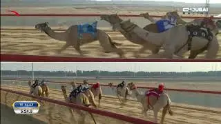 إيذاع للشيوخ - المرموم 3-11-2024 ش16 الشاهينية لـ هجن العاصفة - غياث الهلالي 7:52:2