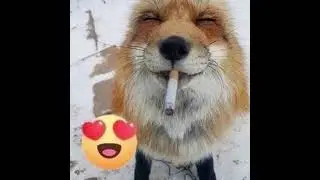 loverystars! - you( •̯́ ^ •̯̀)✧˖°w/speedupupupupup
