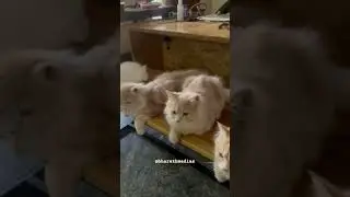 Cute Persian Kittens #lovable #relaxingpets #bharathmedias