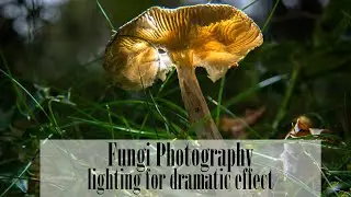 Fungi Photography - how to use lighting to produce dramatic images