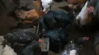 Курица села на яйца, будем ждать пополнение.