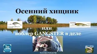 Осенний хищник или воблер GANGSTER в деле