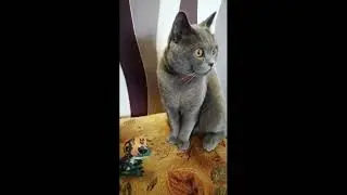 Funny cats 6 #cats #shorts