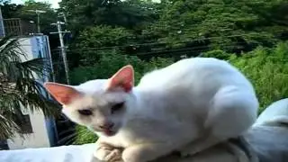 Забавно спящий кот