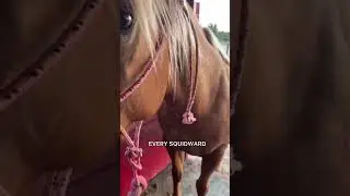 A horse named Squidward