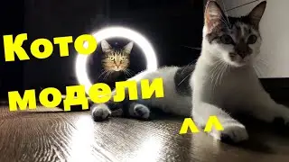 Самые красивые кошки. Смотрите до конца, чтобы увидеть эффект!