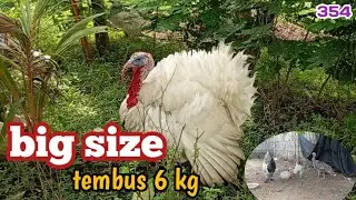 AYAM KALKUN VS AYAM BRAHMA