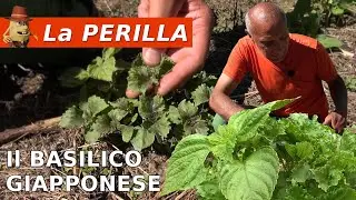 Perilla Frutescens: Growing and Properties of Japanese Basil