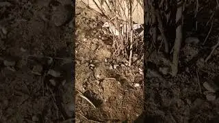 уточка одна.