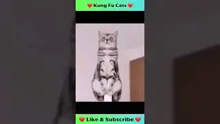 😺 Kung-fu Cats ❤️ 