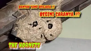 THE HORNETS..!!? SUARA GEMURUH BIKIN MERINDING//CARA ATASI SARANG TAWON NDAS DI ATAP RUMAH