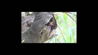 "Benteveo rayado retirando las bolsitas de residuos cloacales".  #birds #avesdeargentina #shorts