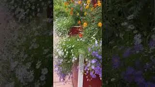 Всем добрым людям, доброго дня! #шортс #цветы #дача #garden #flowers