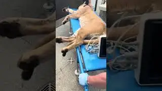 Пума Геркулес на обследовании 🩺