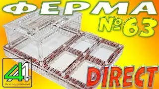 Ant farm - Direct from 4Ants.ru
