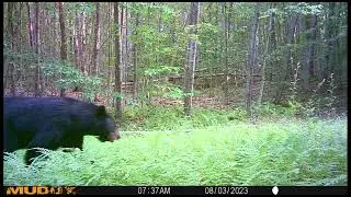Trail Camera Highlights from the 2023 Season (Tioga County, PA)