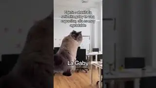 😨 #funny #funnycats  #funnyclips #funnyvideo #funnyreels