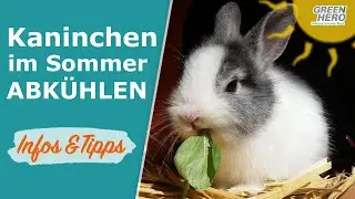 Kaninchen abkühlen im Sommer ☀️ 🌡️ Hitzschlag vorbeugen